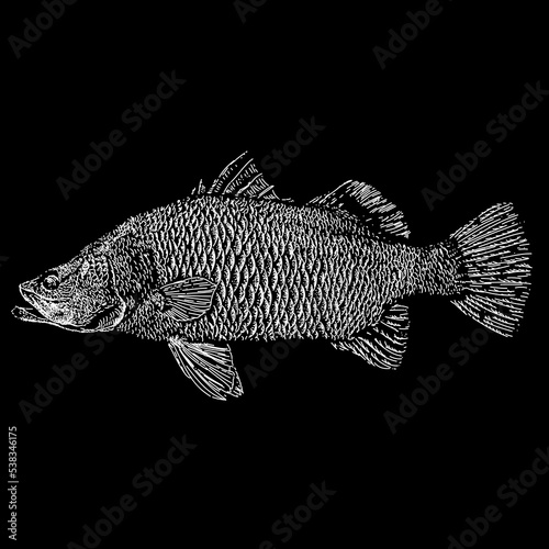 Barramundi Fish hand drawing. Vector illustration isolated on black background.
