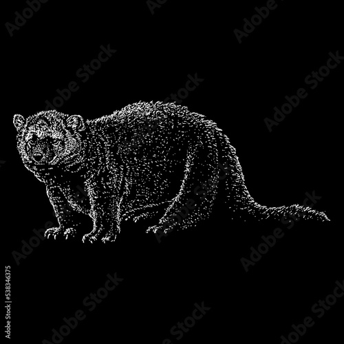 Fisher Cat hand drawing. Vector illustration isolated on black background.