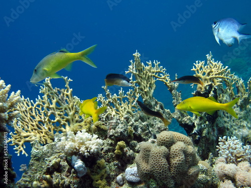 Beautiful fish on the reefs of the Red Sea.