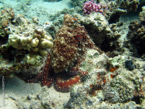 Big Blue Octopus (Octopus cyanea) Octopus. Big Blue Octopus on the Red Sea Reefs. The cyanea octopus, also known as the Big Blue Octopus or Day Octopus. 