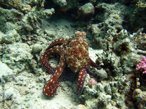 Big Blue Octopus (Octopus cyanea)
Octopus. Big Blue Octopus on the Red Sea Reefs.
The cyanea octopus, also known as the Big Blue Octopus or Day Octopus.
