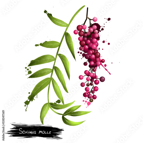 Schinus molle Peruvian pepper, American Peruvian peppertree, escobilla, false pepper, molle del Peru, pepper tree, peppercorn tree, Californian pepper tree, pirul and Peruvian mastic evergreen tree