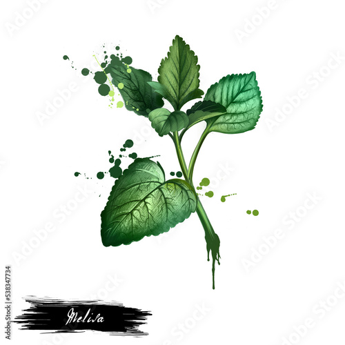 Melissa graphic illustration. Digital. Melissa officinalis. Lemon balmMelesa, Melessa Meliza Mellisa Melosa and Molissa. Herbs spices. Healthy food natural organic plant. Kitchen herbs spices banner. photo