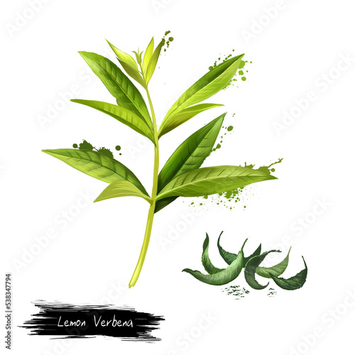 Lemon verbena fresh and dried. Lemon beebrush. Aloysia citrodora is a species of flowering plant in verbena family. Labels for Essential Oils and Natural Supplements. Digital art image illustration photo