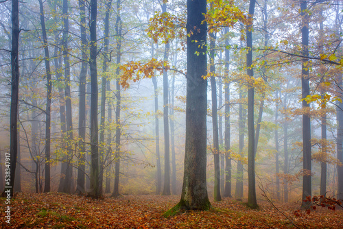 Foggy autumn forest