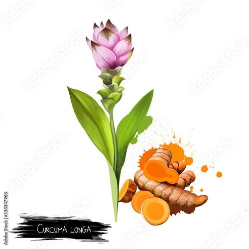 Curcuma flower, root and powder isolated on white. Turmeric Curcuma longa rhizomatous herbaceous perennial plant of ginger family. Gathered for rhizomes. Herbs and spices collection. Digital art.