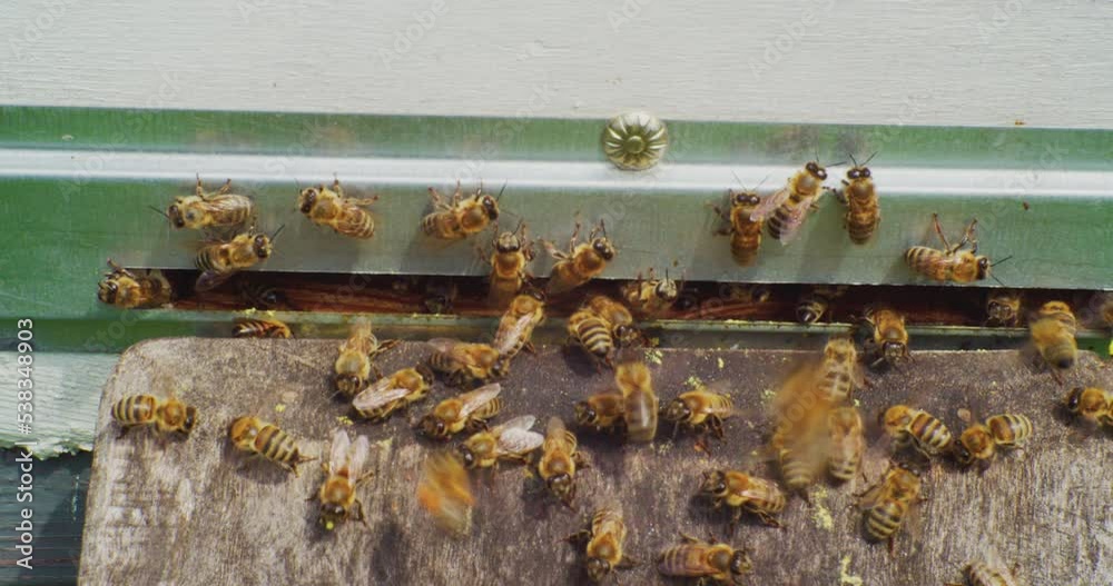 a swarm of bees work on a summer day, flying in and out of an old wooden hive. close-up. a swarm of bees work on a summer day, flying in and out of an old wooden hive. close-up.