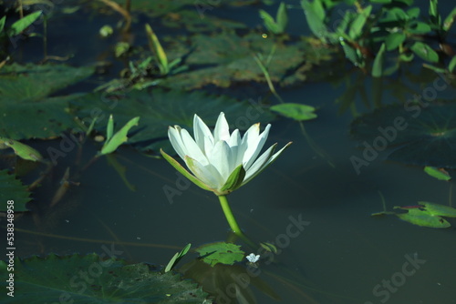 white lily floating on a blue water