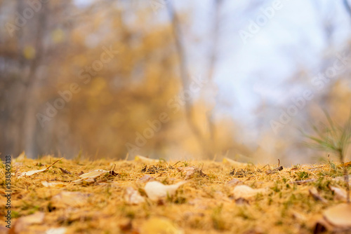 autumn background of an empty park for a product photo. autumn forest table copy space