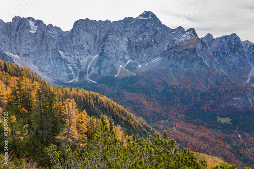 Foliage in the woods of Julian Alps
