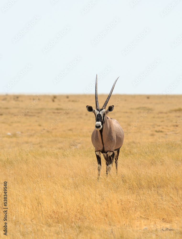 Portrait view of a Gemsbok Oryx looking into camera, with a dry yellow grass surround Portrait view of a Gemsbok Oryx looking into camera, with a dry yellow grass surround