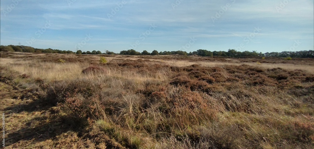 Naklejka premium Heidelandschaft bei Sorgwohld, Schleswig-Holstein