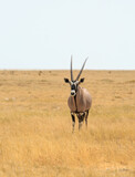 Portrait view of a Gemsbok Oryx looking into camera, with a dry yellow grass surround