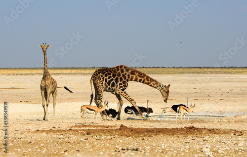 Giraffe drinking at a waterhole with three ostrich in the background and springbok in the foreground.  Etosha has waterholes which are a magnet to the animals during the heat of the day. photo