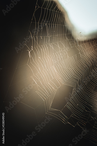 Eine Gegenlichtsituation mit einem Spinnennetz