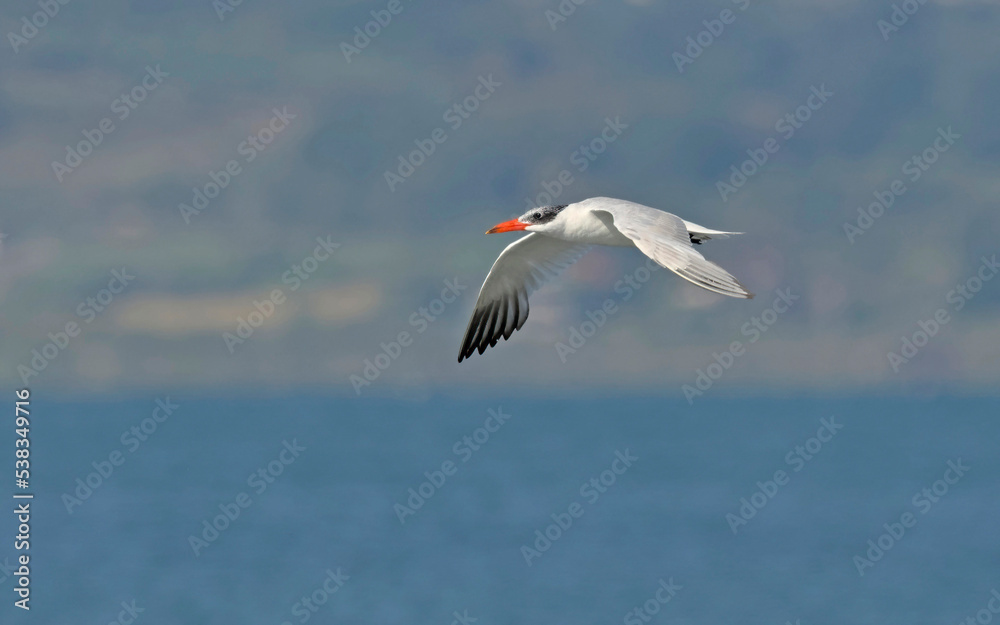 Caspian tern (Hydroprogne caspia), Greece