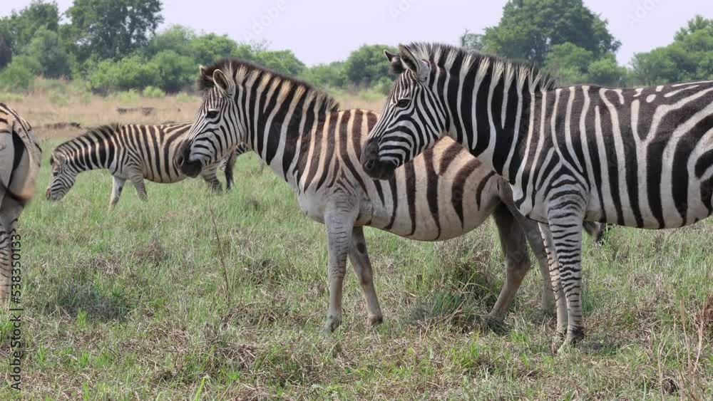 African plains zebras (Equus quagga) standing vililent and snorting African plains zebras (Equus quagga) standing vililent and snorting