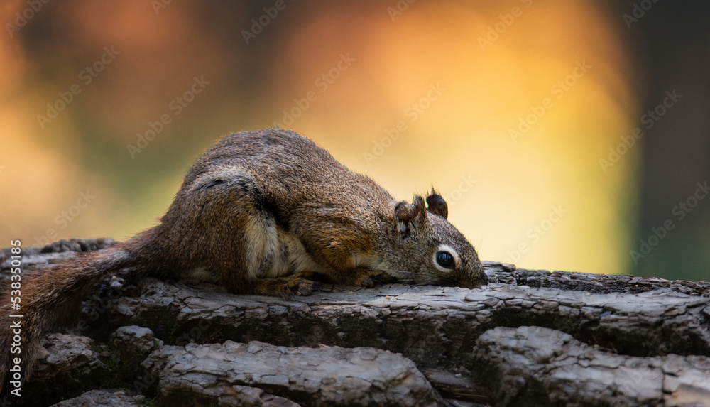 squirrel hunting for food squirrel hunting for food