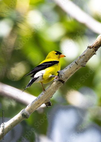 yellow bird on a branch © Jenna