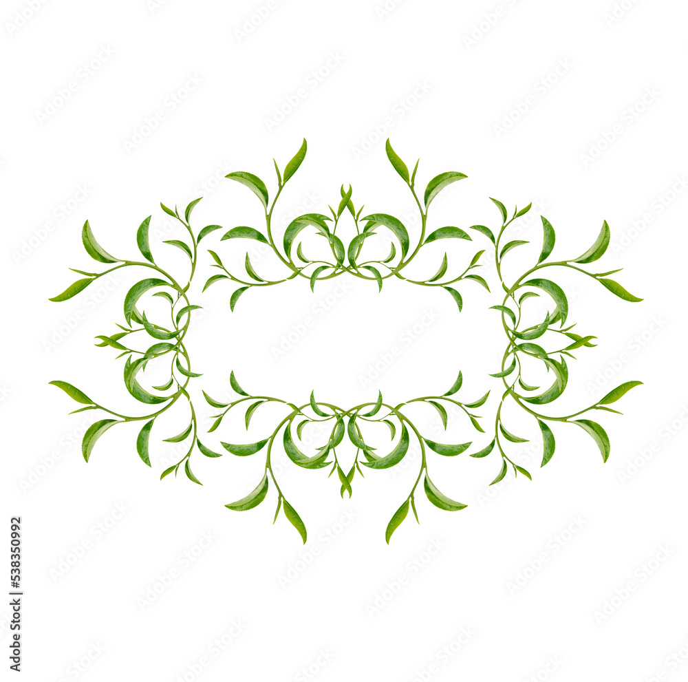 Art pattern  green tea leaves isolated on transparent background. (.PNG)