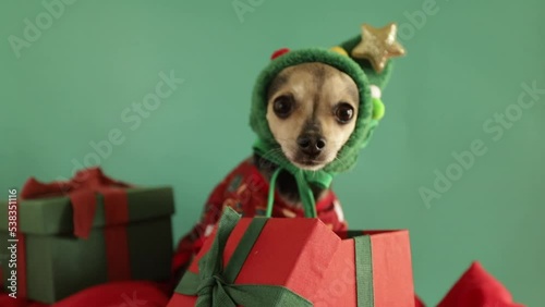 christmas dog in a Christmas tree hat looking for a Christmas present in a box, pet food, cute funny little toy terrier