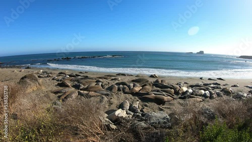 SLOW MOTION SHOT- Elephant seals, mirounga angustinostris, group sleeping on the sand in a late afternoon at Elephant Seal Vista Point, along Cabrillo Highway, Pacific California Coast, USA.