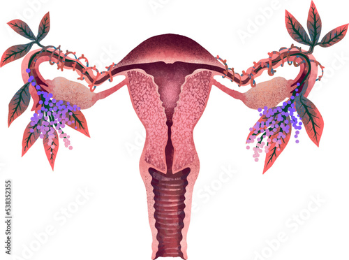 Illustration female uterus organ with flowers childbirth print anatomy photo