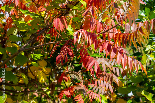 Bunter Essigbaum im Herbst photo