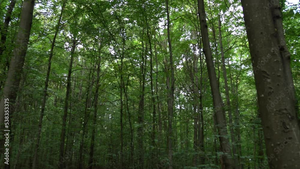 Trees with green leaves in the forest, natural background Trees with green leaves in the forest, natural background