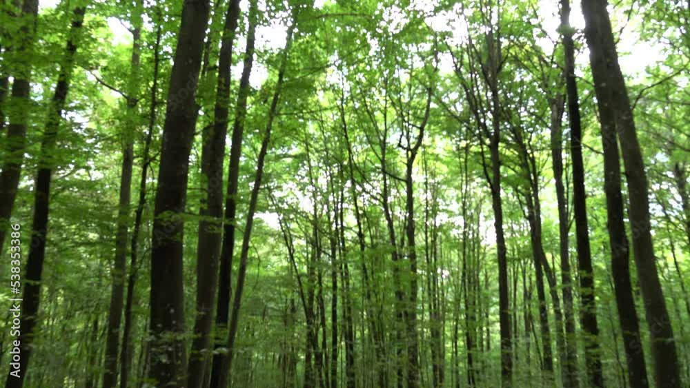 Trees with green leaves in the autumn forest, natural background Trees with green leaves in the autumn forest, natural background