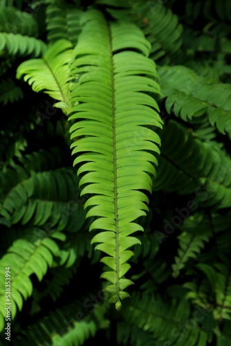 fresh green fern leaves in the forest