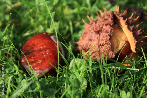 Eine abgefallene Kastanie liegt auf einer grünen Wiese photo