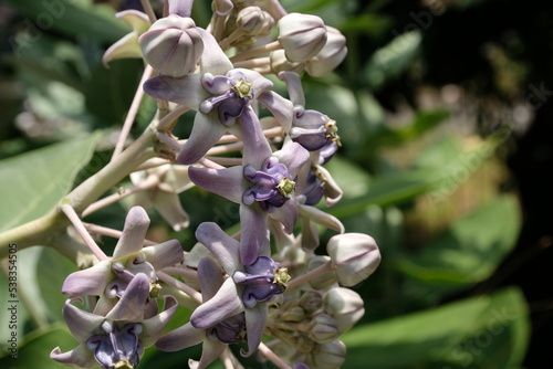 Close up of violet Crown flower or Calotropis gigantea