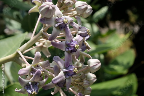 Close up of violet Crown flower or Calotropis gigantea