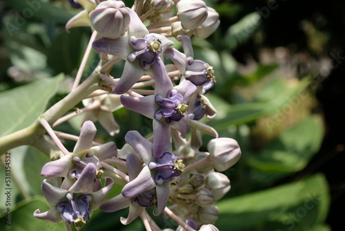 Close up of violet Crown flower or Calotropis gigantea