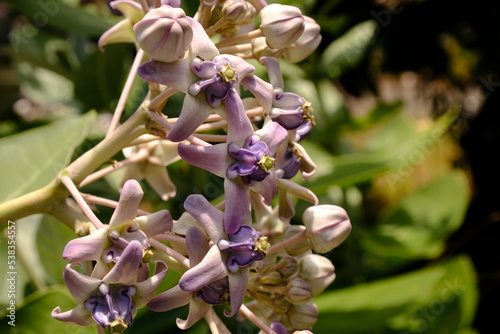 Close up of violet Crown flower or Calotropis gigantea