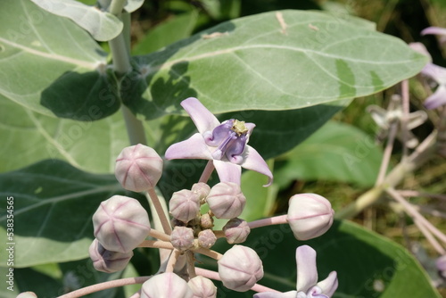 Close up of violet Crown flower or Calotropis gigantea