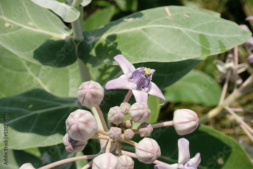 Close up of violet Crown flower or Calotropis gigantea