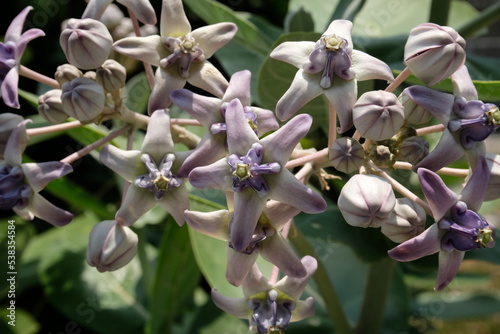 Close up of violet Crown flower or Calotropis gigantea