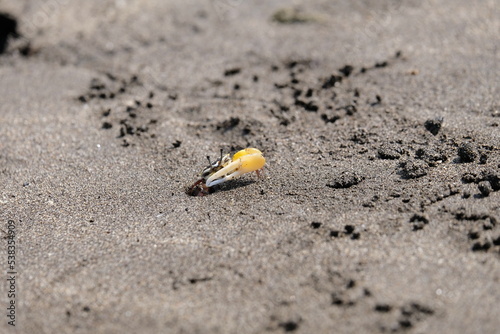Fidler crab on the beach sand
