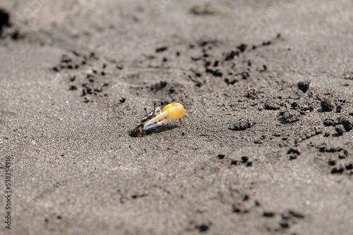 Fidler crab on the beach sand