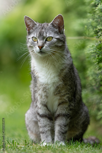 europäische Kurzhaar Katze auf Mäusejagd im Gras