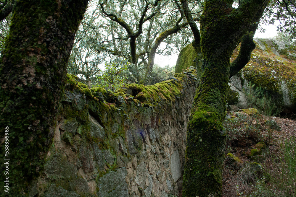 moss on different surfaces, wood, wall, stone, pipe... moss on different surfaces, wood, wall, stone, pipe...