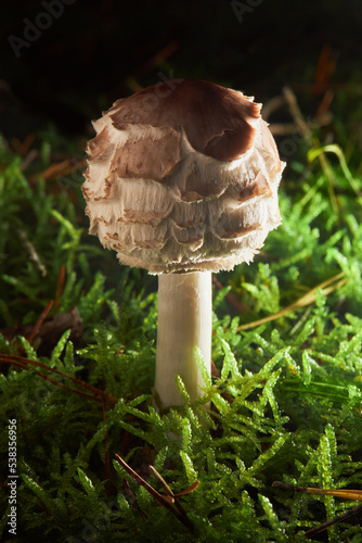 A shaggy parasol mushroom (Macrolepiota rhacodes, Chlorophyllum rhacodes) growing in the forest photo