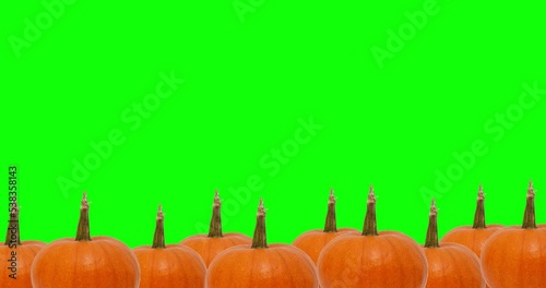 Decorative Fall, Halloween, and Thanksgiving pumpkins playfully shaking on green background with copy space. 4K loop animation. Pumpkins on a green screen.
