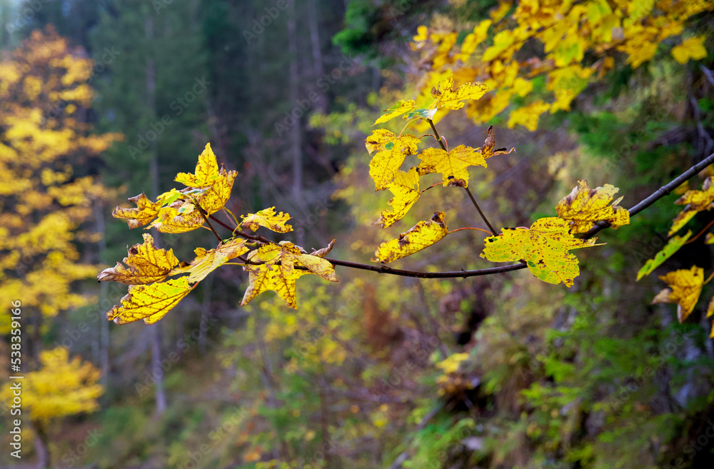Close up of yellow discolored leaves of a maple tree during indian summer in autumn