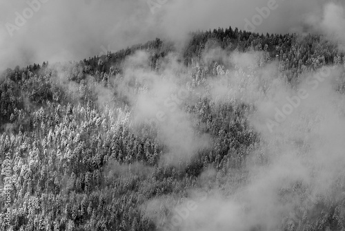 Dramatic winter landscape black and white. View of a snow-covered misty forest in mountains. Nature concept background.