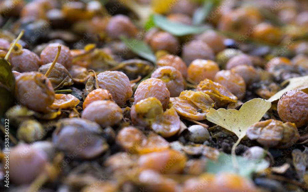stones on the beach, ginkgo stones on the beach, ginkgo