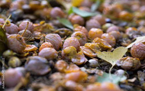 stones on the beach  ginkgo 