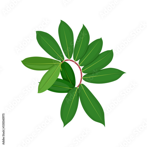 Vector illustration, spiral ginger or costus, isolated on white background.